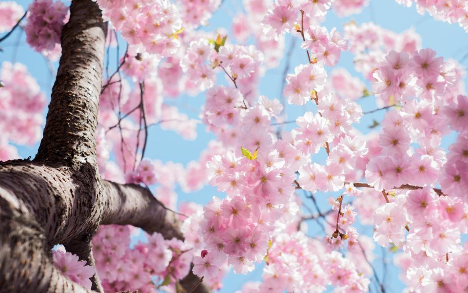 En feng shui, la fleur de cerisier est la première à refleurir au printemps, elle  symbolise la renaissance, la croissance et le lâché prise entre le passé et le présent.